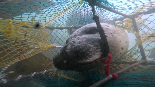 Seal eating a fish caught in a net