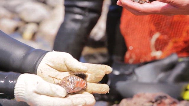 Hands holding freshly caught abalone
