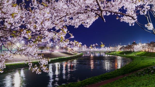 Night view of a city with cherry blossoms