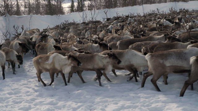 Herd of Reindeer in Snowy Landscape