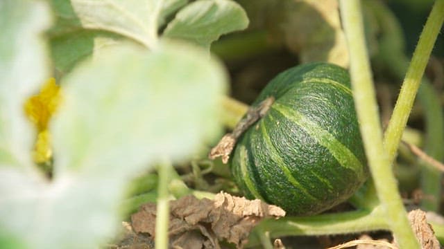 Green Sweet Pumpkin Growing among Leaves and Vines in Fields