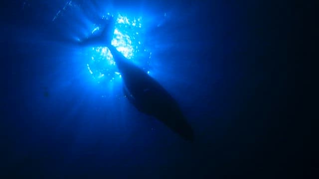 Sunlight Illuminates a Whale in Deep Blue Sea