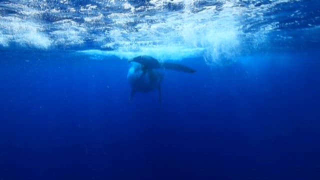 Diver and Whale Swimming Together in the Ocean