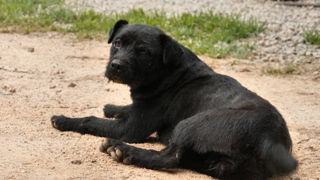 A black dog resting on a sandy ground in the yard