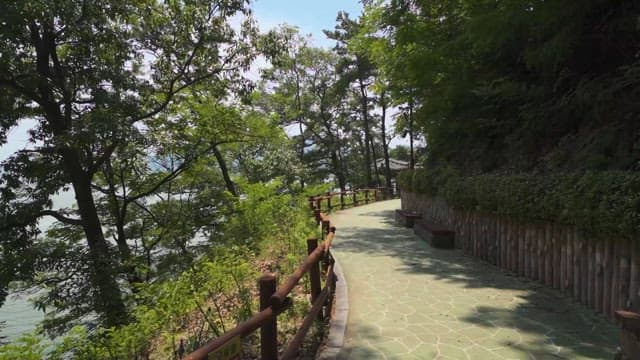 Serene Pathway Through a Lush Forest
