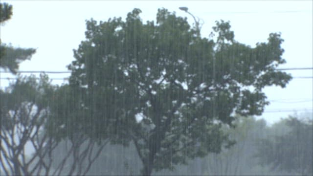 Rain falling with trees in the background