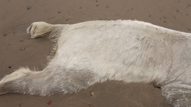 Polar Bear Carcass on Sandy Beach
