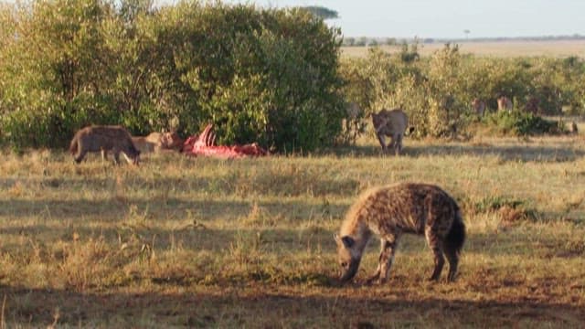 Lions and Hyenas Confronting Each Other over Prey