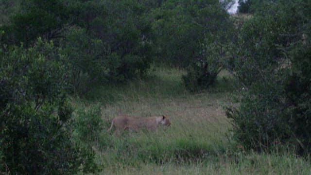 Lioness Roaming Through the Bush