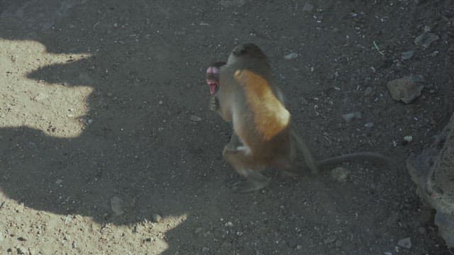Monkeys Showing Aggressive Behavior Towards Each Other on the Dirt Floor