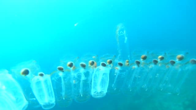 Marine Life with Transparent Bodies in the Blue Sea