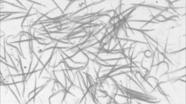 Microscopic View of Organisms in Motion