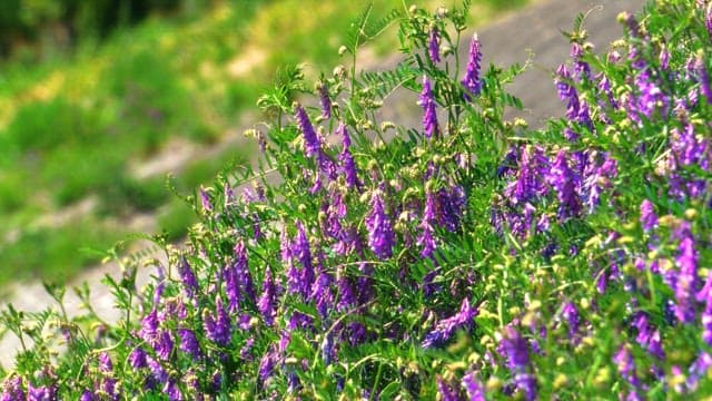 Vibrant purple flowers blooming in daylight