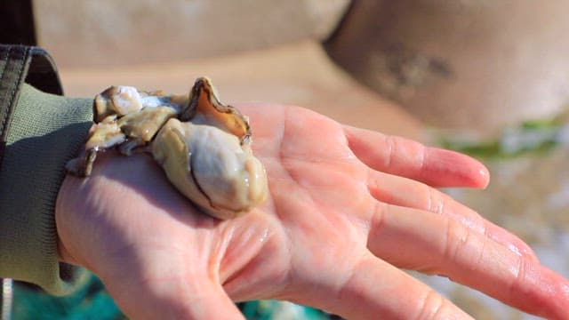 Holding a Raw Oyster in an Open Palm