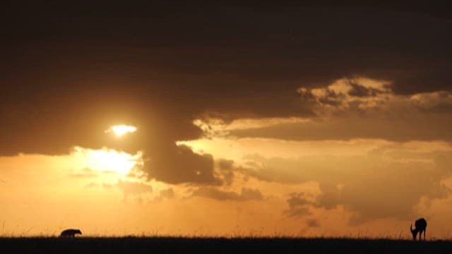 Silhouettes of Animals at Sunset in the Savanna
