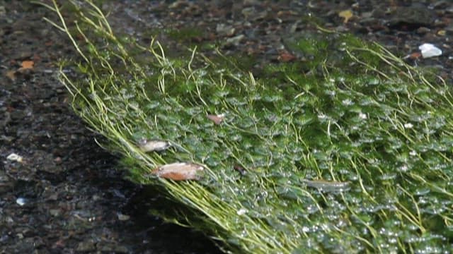 Fresh Green Algae in a Streaming Brook