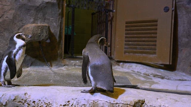 Two penguins by a door in an enclosure