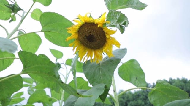 Wilting Sunflower in a Cloudy Field