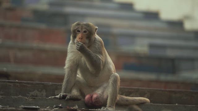 Monkey Sitting on Steps