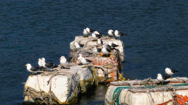 Birds perched on floating buoys in the water