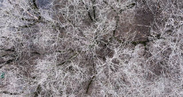 Snow-covered desolate forest full of leafless winter bare trees