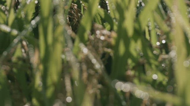 Dew on Greenery Grasses