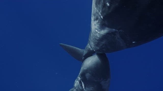 Baby sperm whale follows its mother underwater