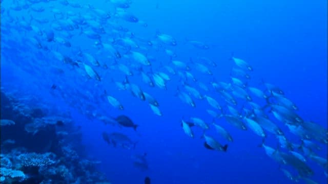 School of Fish Swimming in Blue Ocean Depths