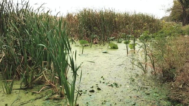 Dense marshland with tall grass under a cloudy sky