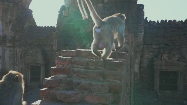 Monkeys Climbing the Sunlit Ancient Temple Wall