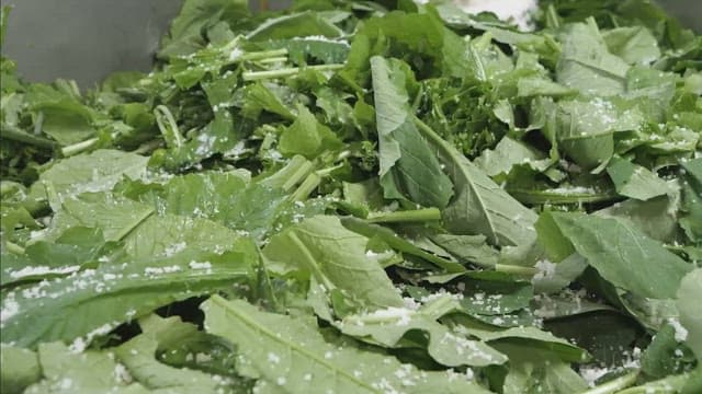 Fresh green leaves being salted in preparation