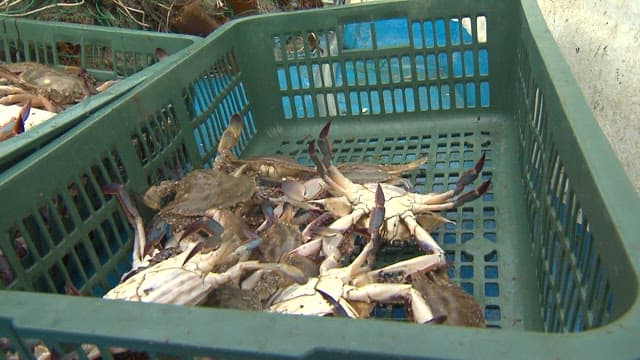 Freshly Caught Crabs in Baskets on Boat Deck