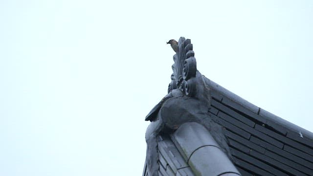Bird perched on a traditional roof of Hanok