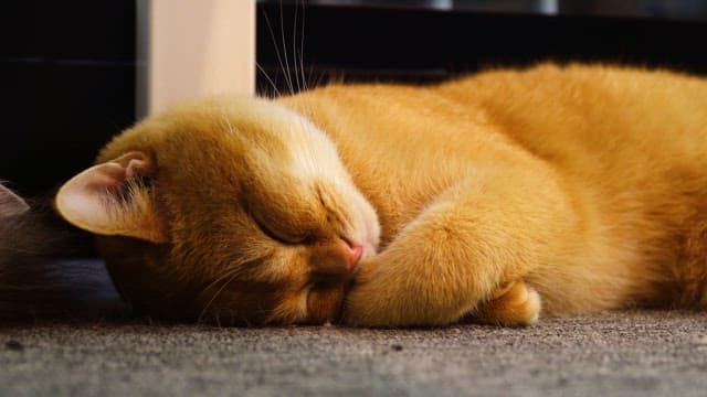 Cat resting peacefully on the carpet indoors