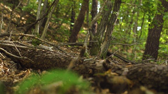 Person Walking Through a Sunlit Forest