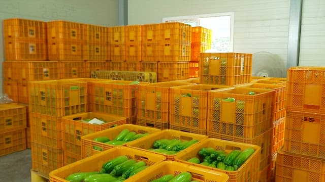 Fresh green zucchinis in yellow crates in a warehouse