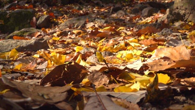 Fall foliage on forest ground in afternoon sunlight