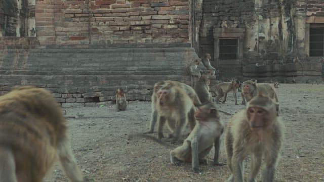 Monkeys Playing on Ancient Stone Ruins