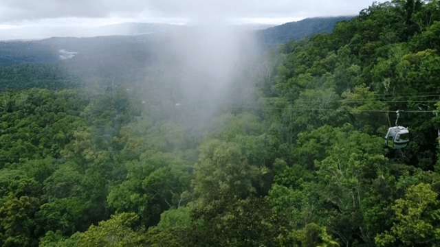 Dense forest with mist and cable cars