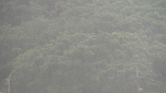 Heavy Rainfall on Lush Green Forest