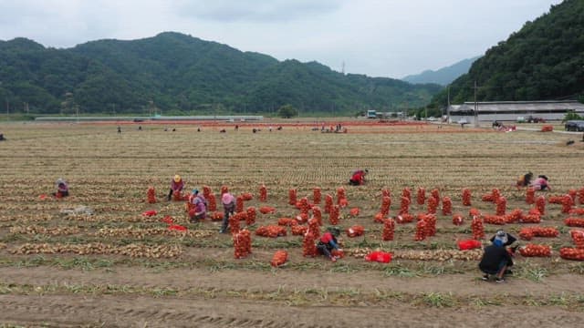 Harvesting Onion in a Rural Field in the Afternoon