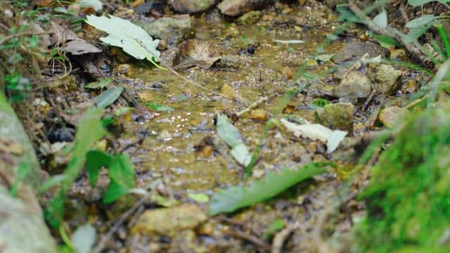 Small stream flowing through the forest
