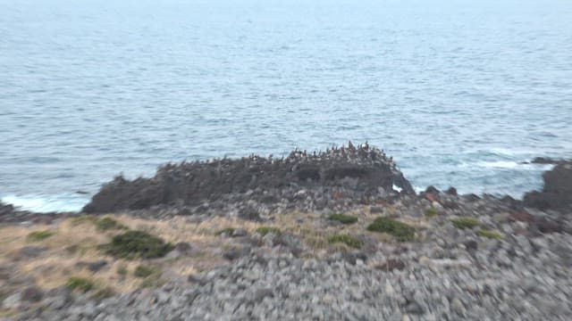 Birds gathered on a rocky coastal outcrop