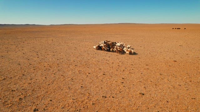 Herd of Sheep Grazing and Running in the Vast Desert