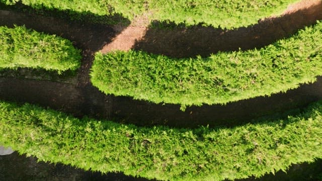 Aerial view of a lush green maze in a forest