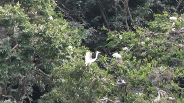 Birds nesting in a dense forest