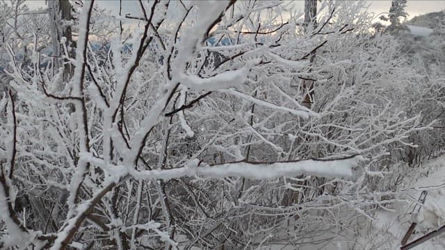 Serene snow-covered forest