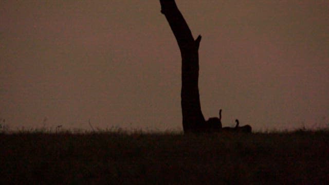 Silhouette of a Cheetah Climbing a Tree at Dusk