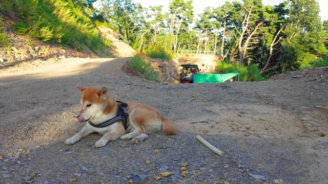Dog Relaxing on a Dirt Road Outdoors