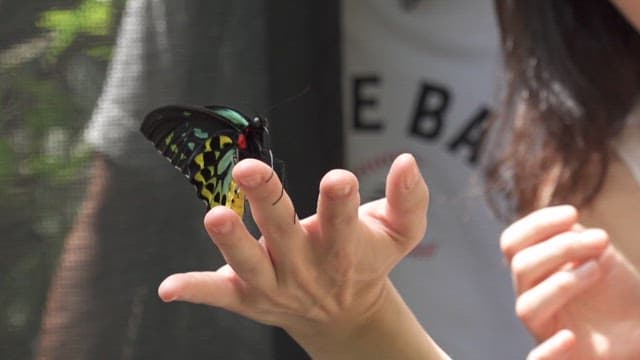 Butterfly resting on a person's hand